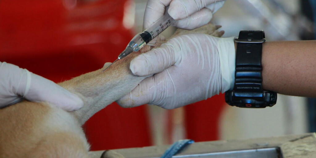 How to Source a Veterinarian StepbyStep Guide