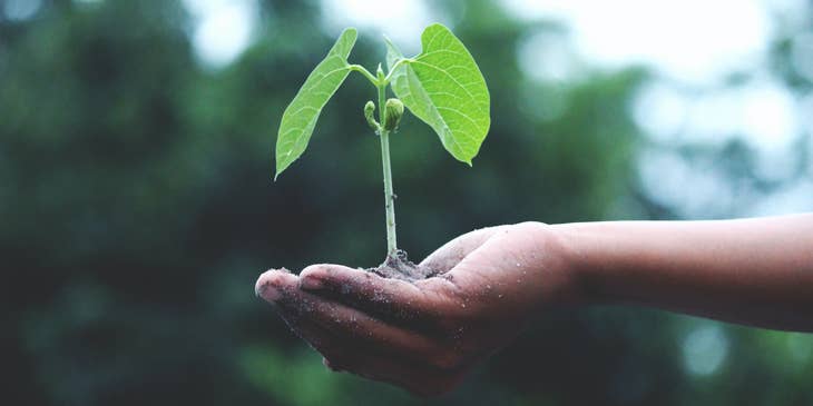 Una plántula que se plantará como medida de conservación ambiental.