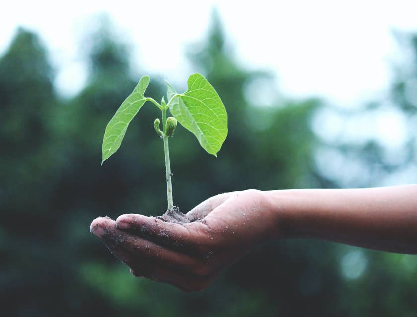 Una plántula que se plantará como medida de conservación ambiental.