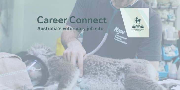 AVA Career Connect logo.
