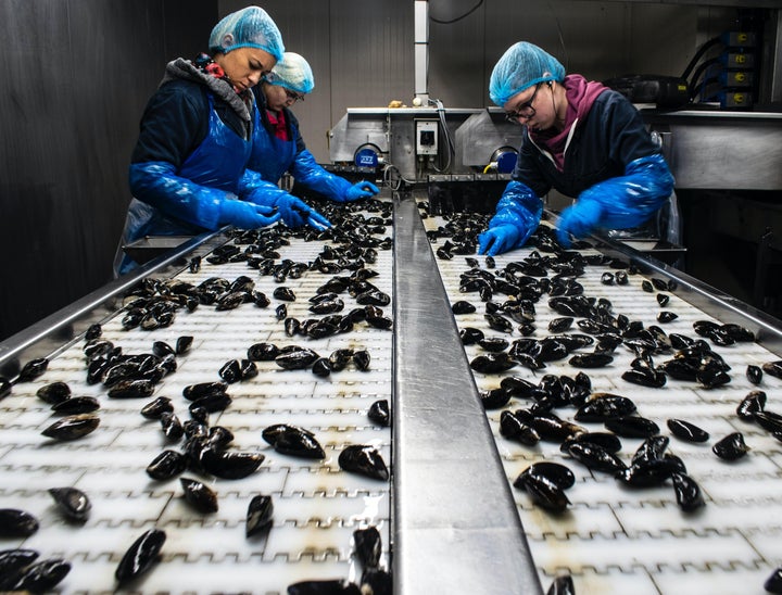 Production Sorter Interview Questions