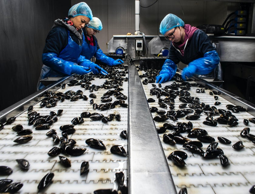 Production sorters in a production line sorting through mussels.