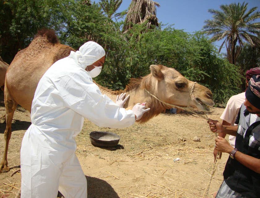Animal Breeder getting some blood samples from the camel's neck