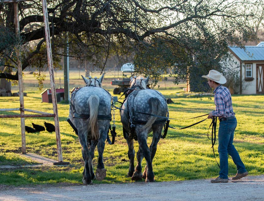 Animal Trainer wearing a cowboy hat and walking two horses on leash on the way to the paddock