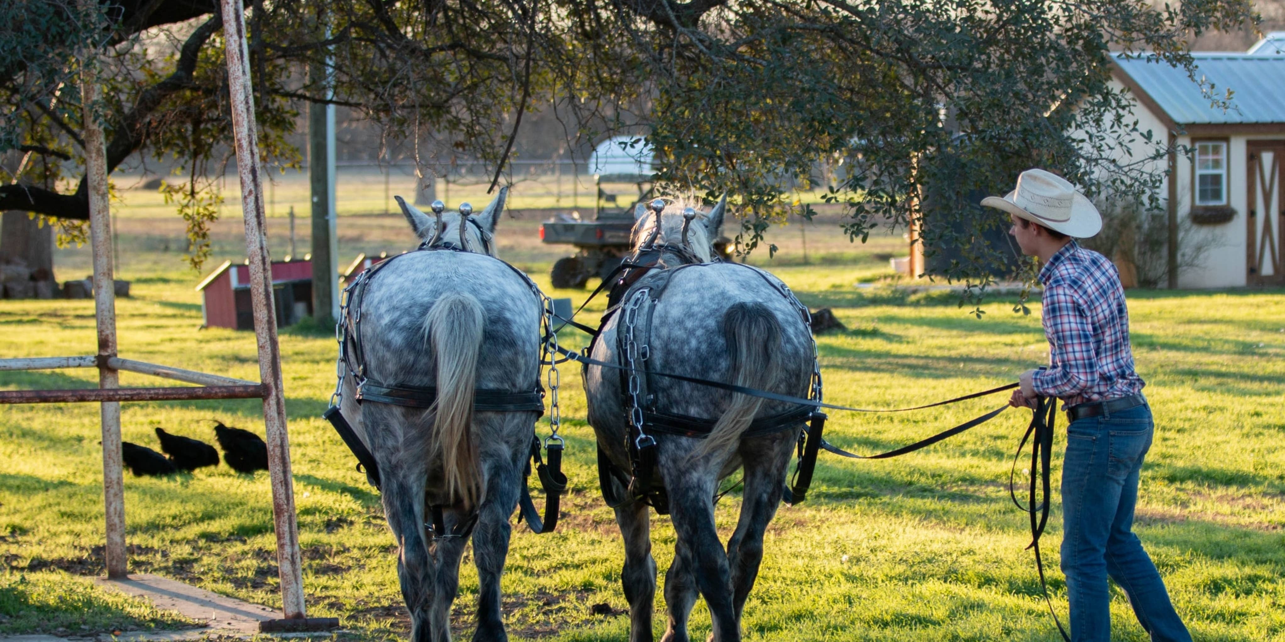 Animal Trainer Job Description