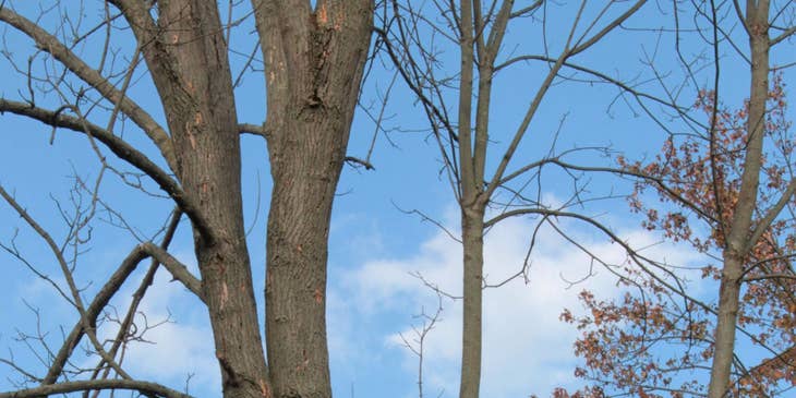 Arborist trimming down tree branches