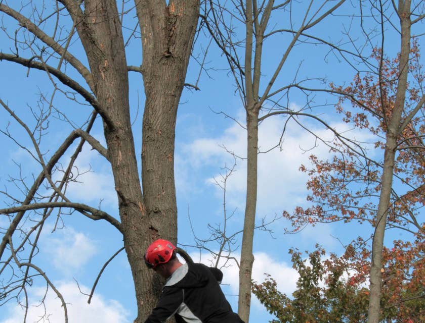 Arborist trimming down tree branches