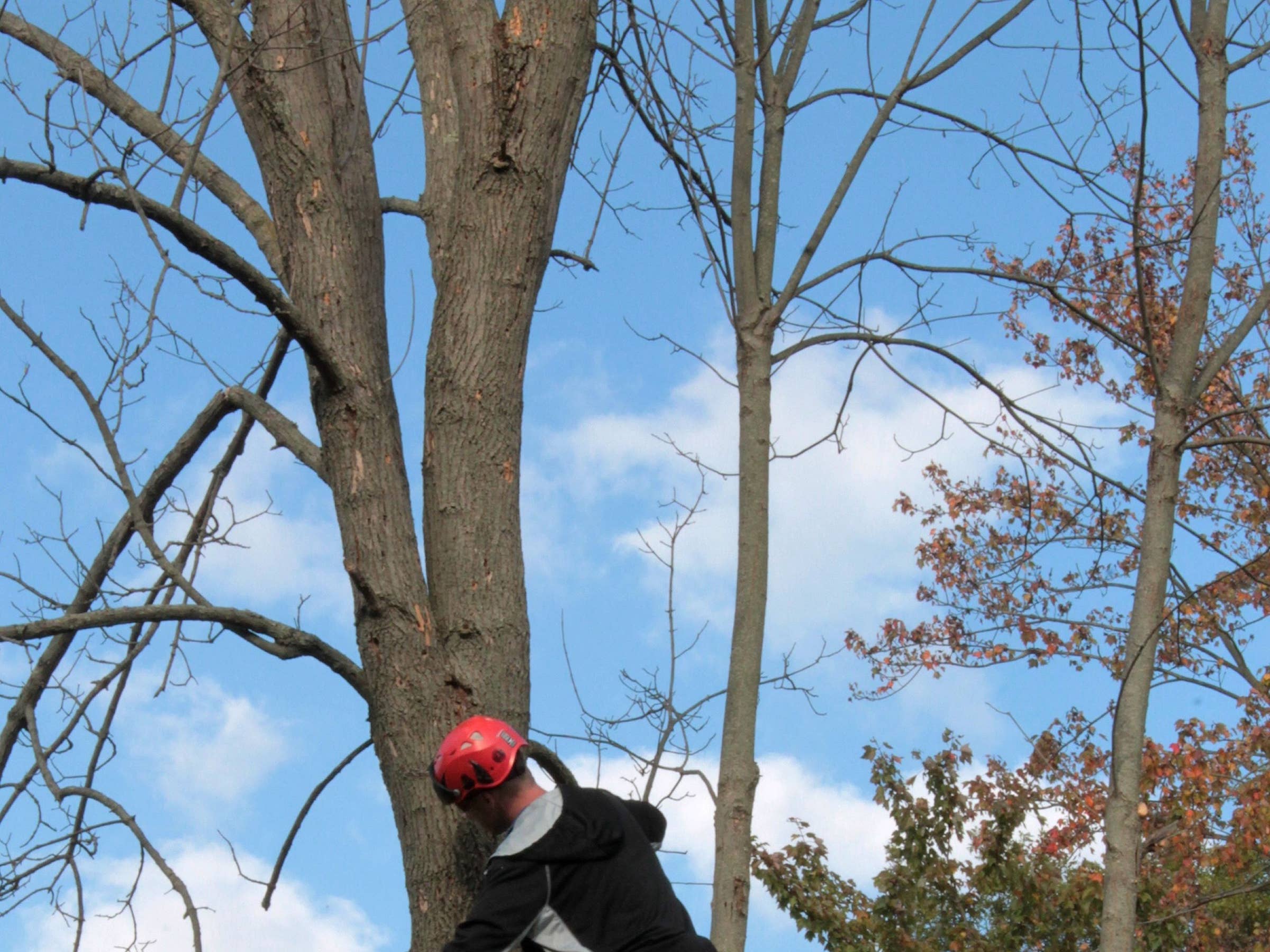 Arborist Brisbane Northside