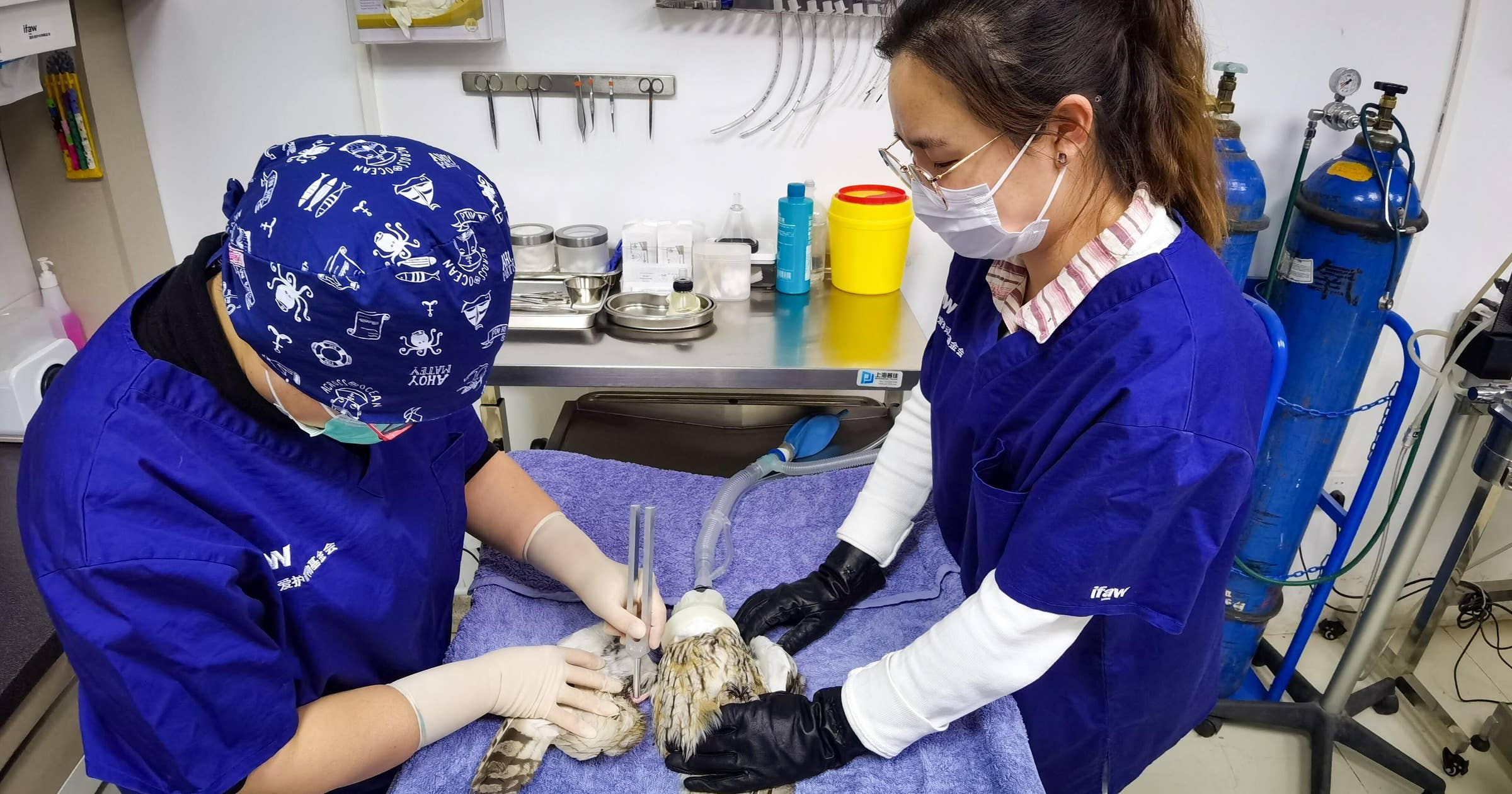 Associate Veterinarian Interview Questions