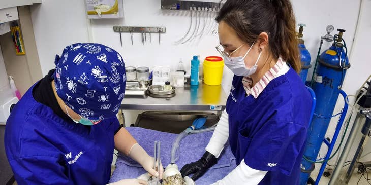 Associate Veterinarian holding a bird down on the operating table while the veterinarian checks for vitals