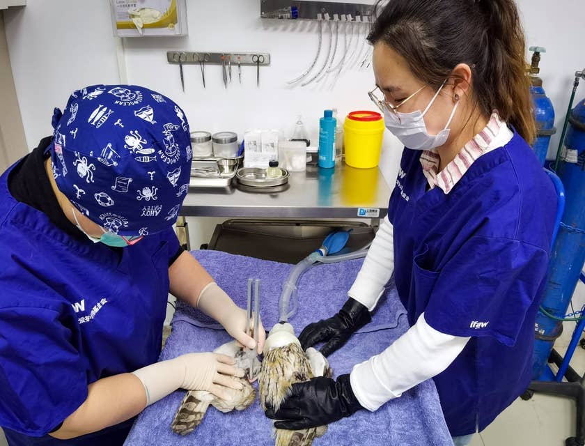 Associate Veterinarian holding a bird down on the operating table while the veterinarian checks for vitals