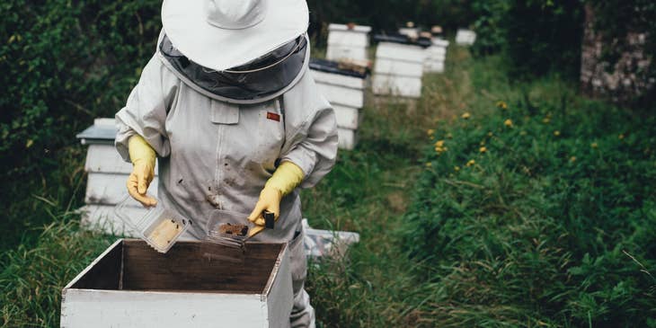 Beekeeper in the process of splitting the colonies and wearing protective gear.