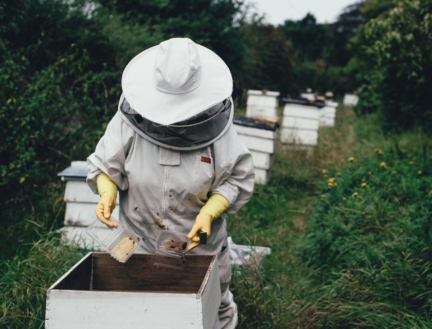 Beekeeper in the process of splitting the colonies and wearing protective gear.