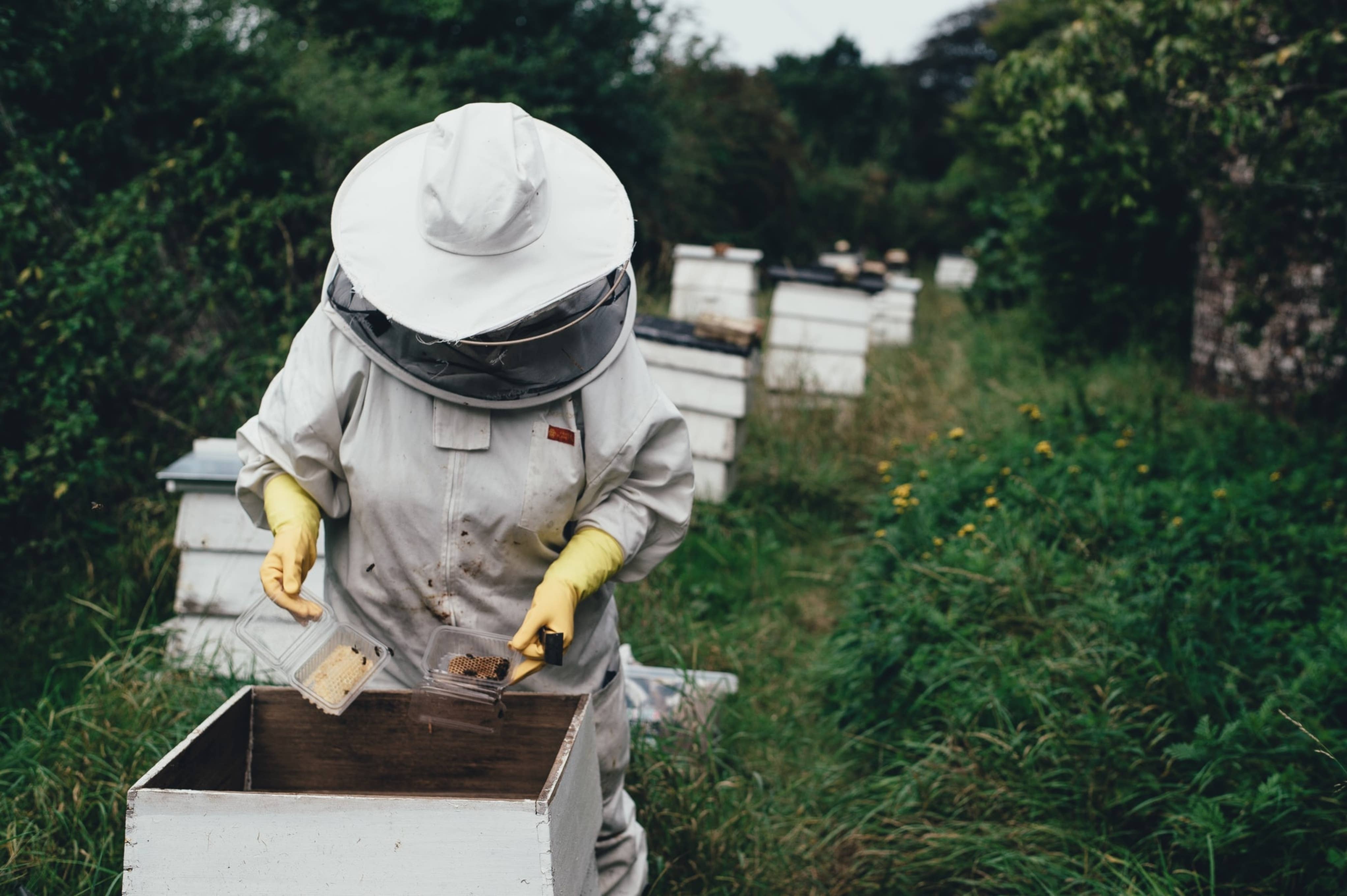 Beekeeper Job Description