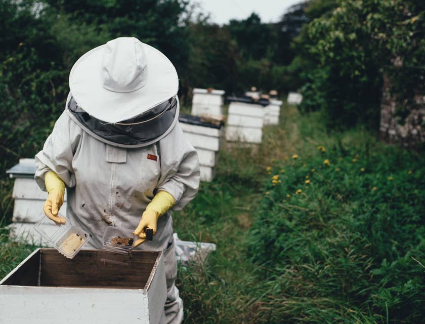 Beekeeper in the process of splitting the colonies and wearing protective gear