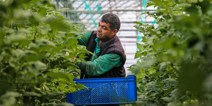 A person harvesting tomatoes in a greenhouse.