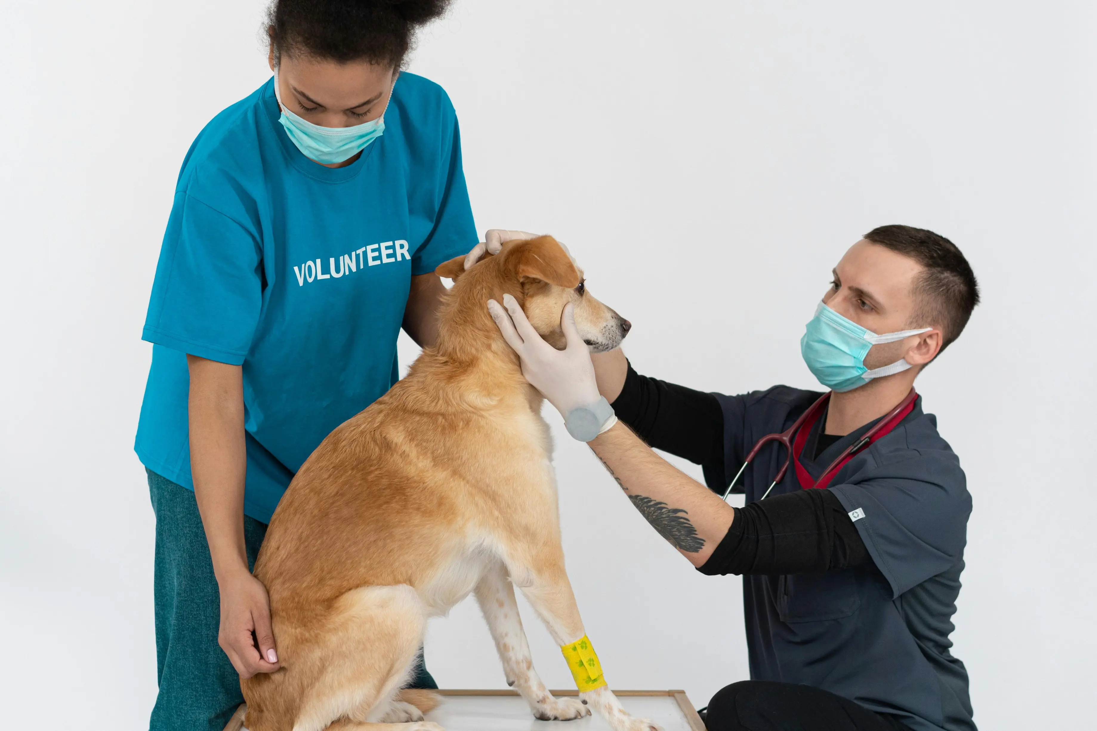 American Animal Hospital Association Career Center Review With Pricing, Alternatives, FAQs