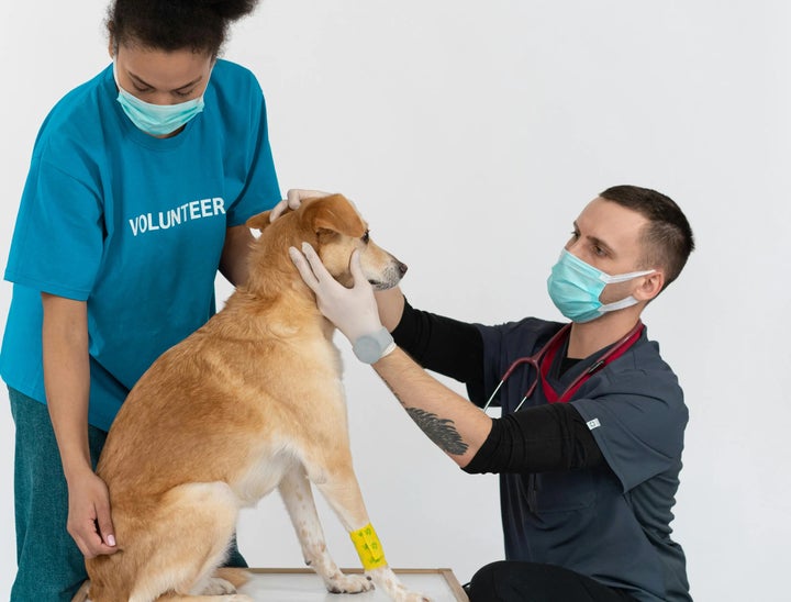 American Animal Hospital Association Career Center Review With Pricing, Alternatives, FAQs