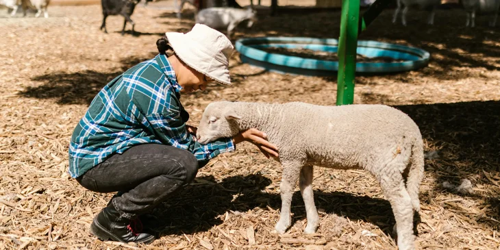 A woman petting a sheep on a farm.