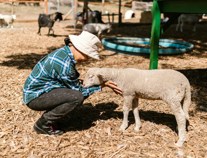 Animal Advocacy Careers Review With Pricing, Alternatives, and FAQs