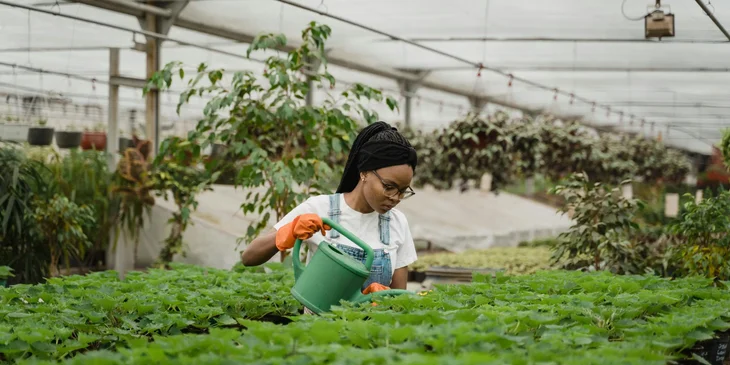 A horticulture specialist watering plants in a greenhouse.