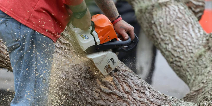 An arborist trimming down tree branches.