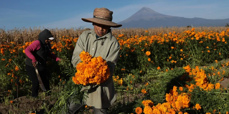A horticulturist harvesting flowers from a field.