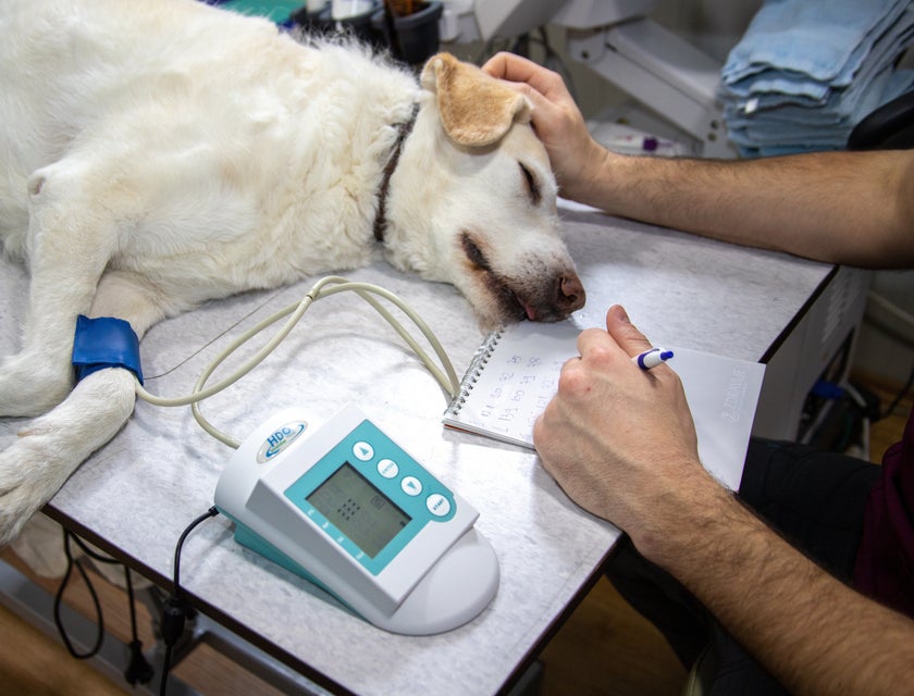 Un perro siendo tratado en una clínica veterinaria.