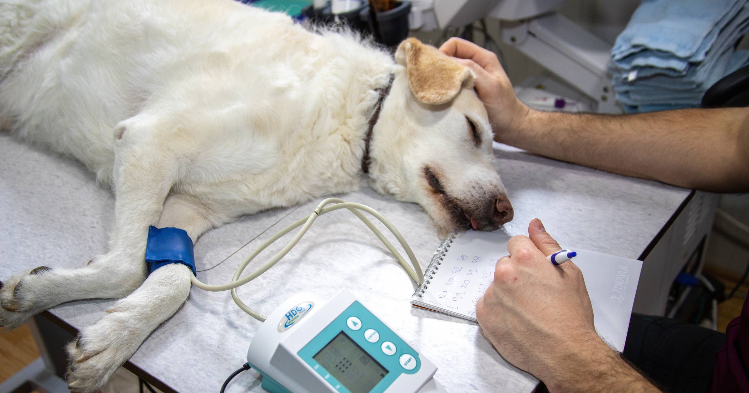 Удаление голосовых связок у собаки. Ветеринар. Ветеринарная клиника. Реабилитация собак.