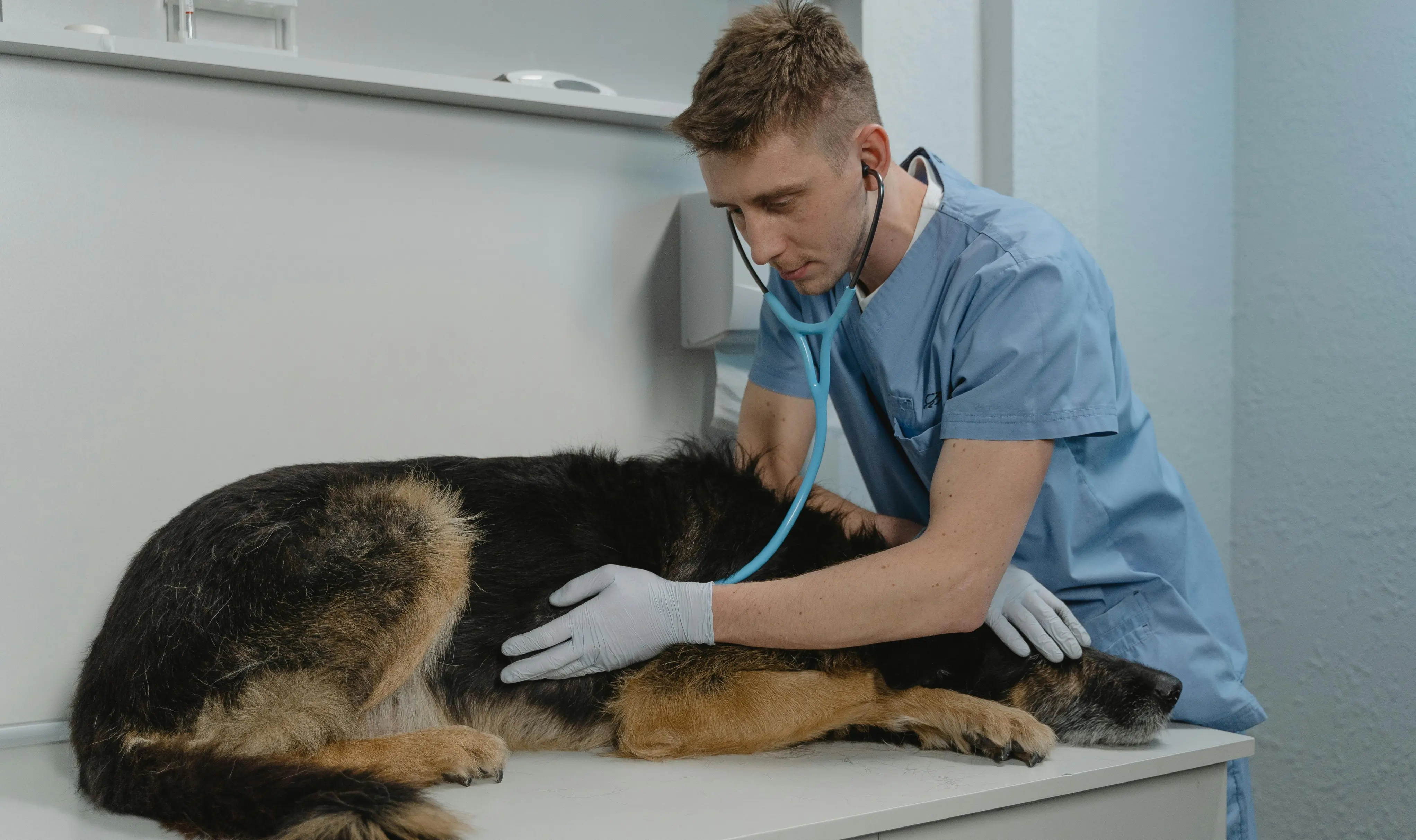 BSAVA Job Board Review With Pricing, Alternatives, and FAQs