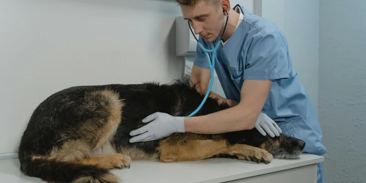 A veterinarian examining a dog.