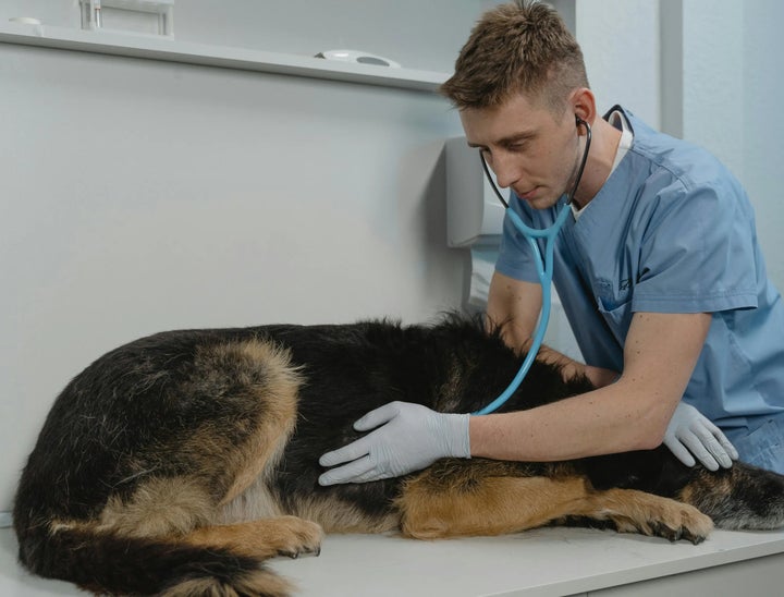 BSAVA Job Board Review With Pricing, Alternatives, and FAQs