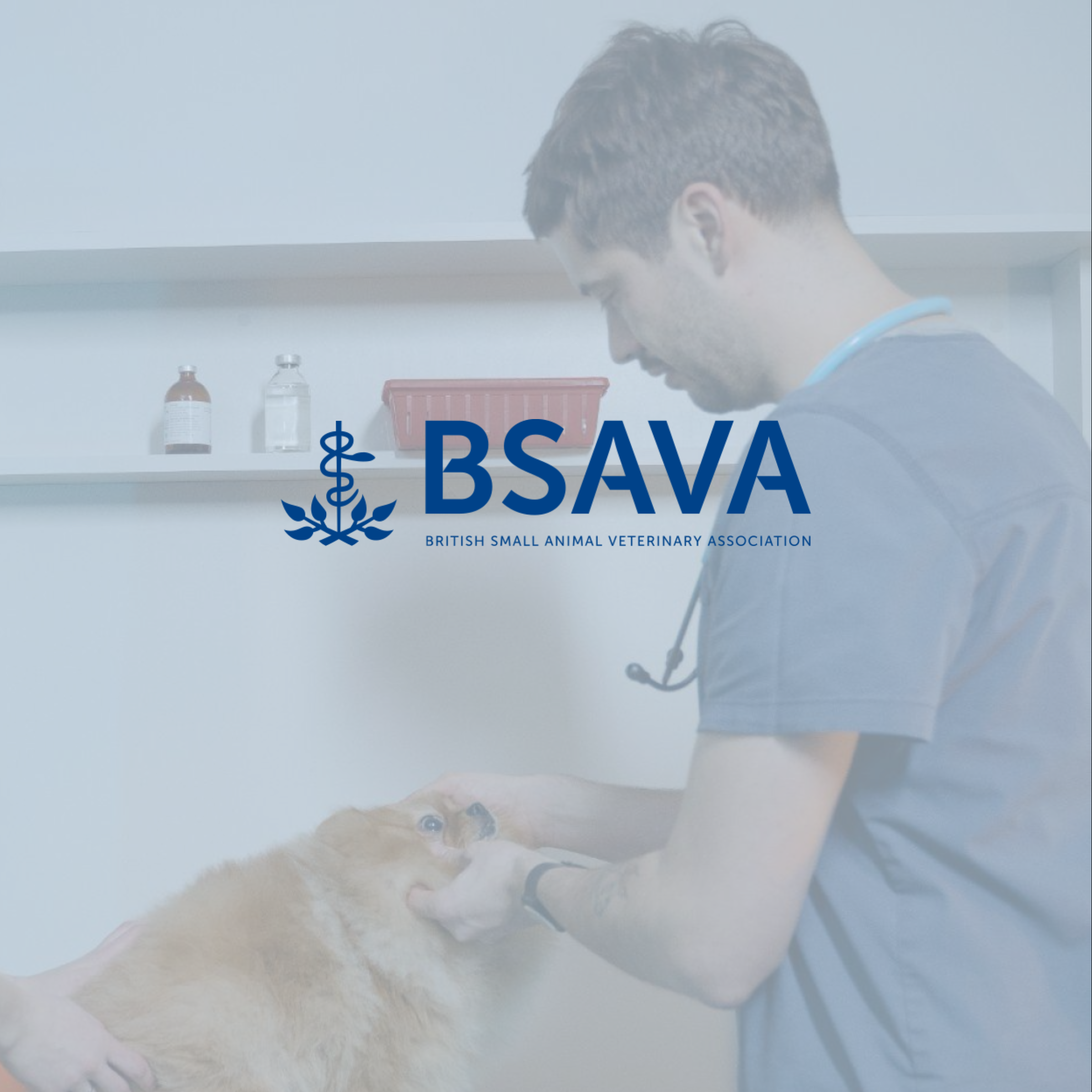 BSAVA Job Board