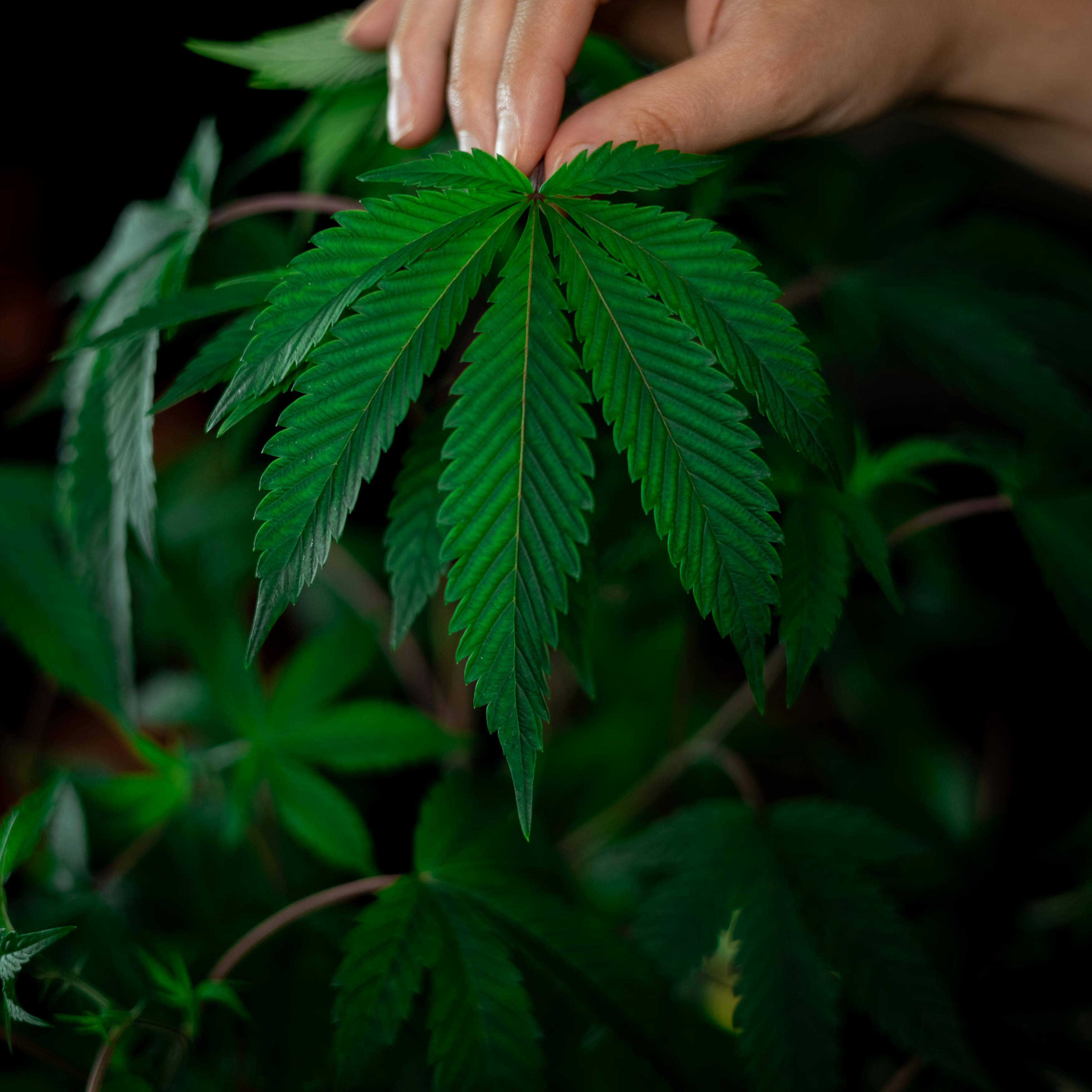 The Best Cannabis Job Boards for Hiring Qualified Industry Professionals