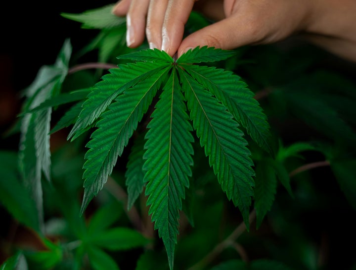 The Best Cannabis Job Boards for Hiring Qualified Industry Professionals