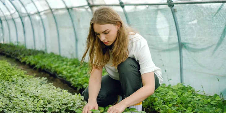A woman taking care of the plants.