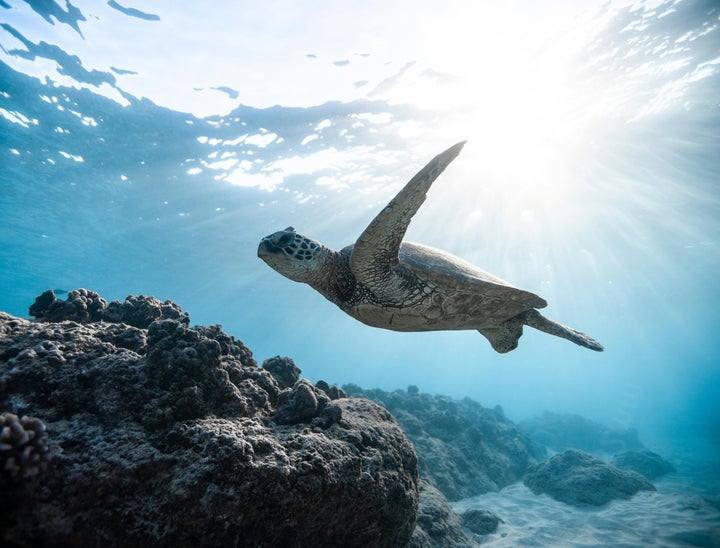 The Best Conservation Job Boards for Hiring Professionals