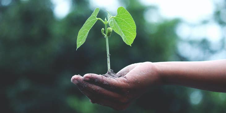 A seedling to be planted as a conservation effort.