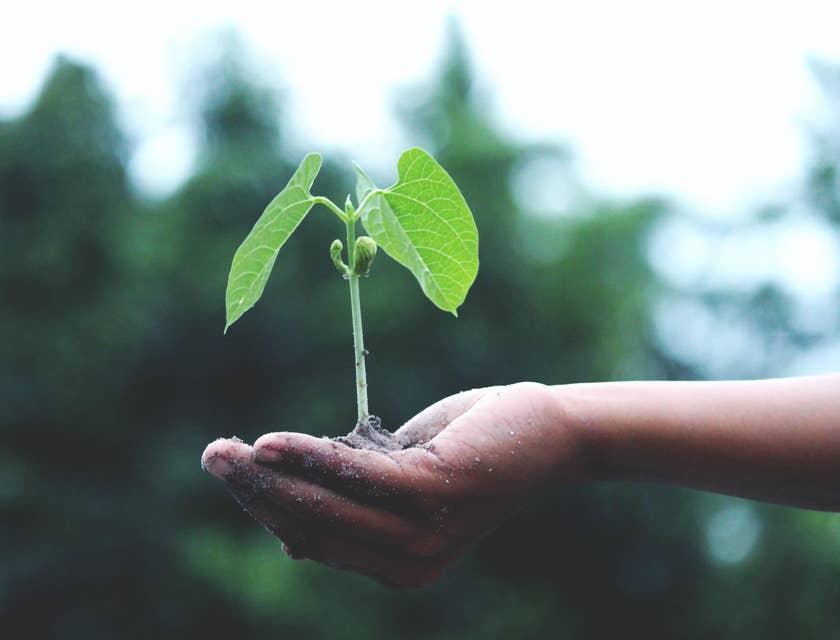 A seedling to be planted as a conservation effort.