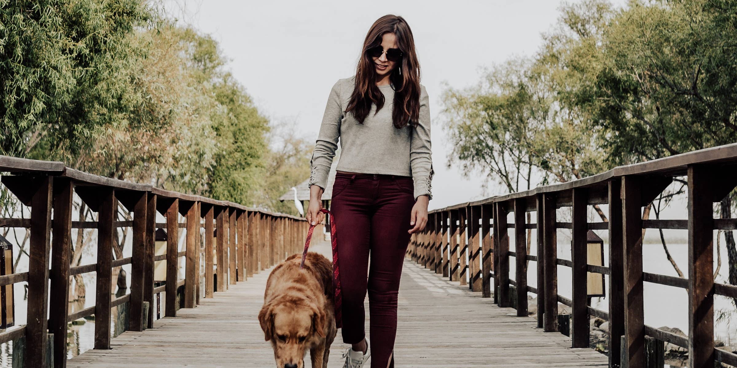 What Are The Responsibilities Of A Dog Walker