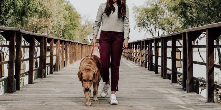 dog walker walking a dog