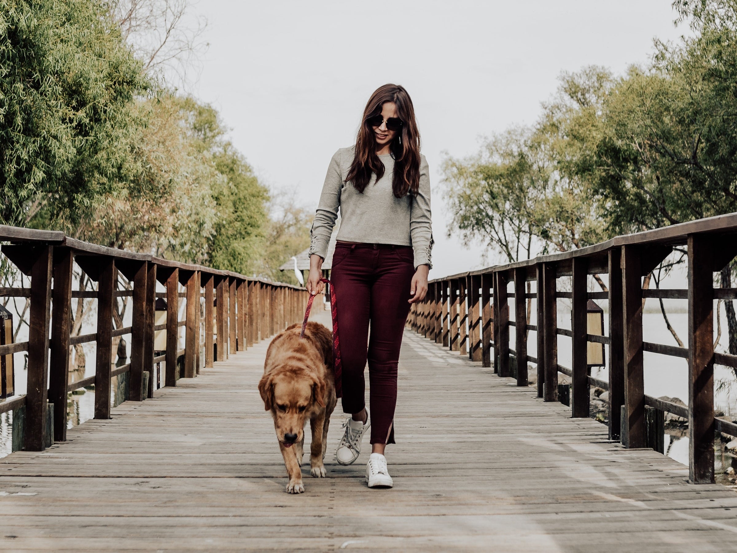 Professional dog walking service in action