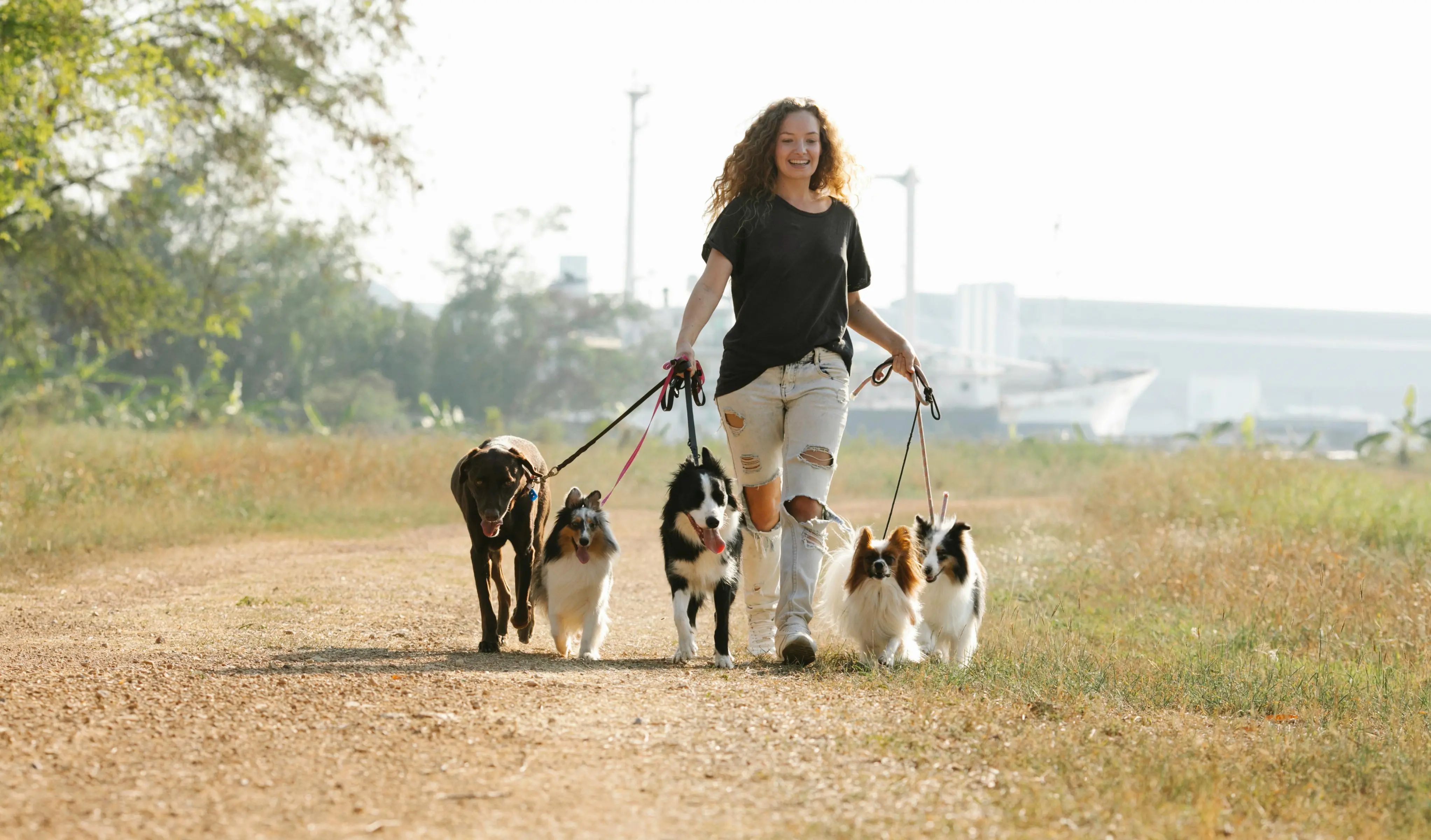 Dog Walker Cover Letter