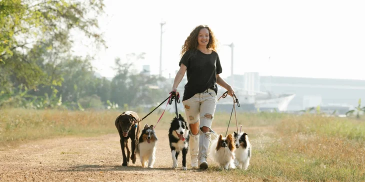 A dog walker walking dogs in the morning.