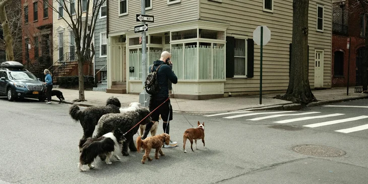 A dog walker walking across the street, holding the leash and guiding the dogs.