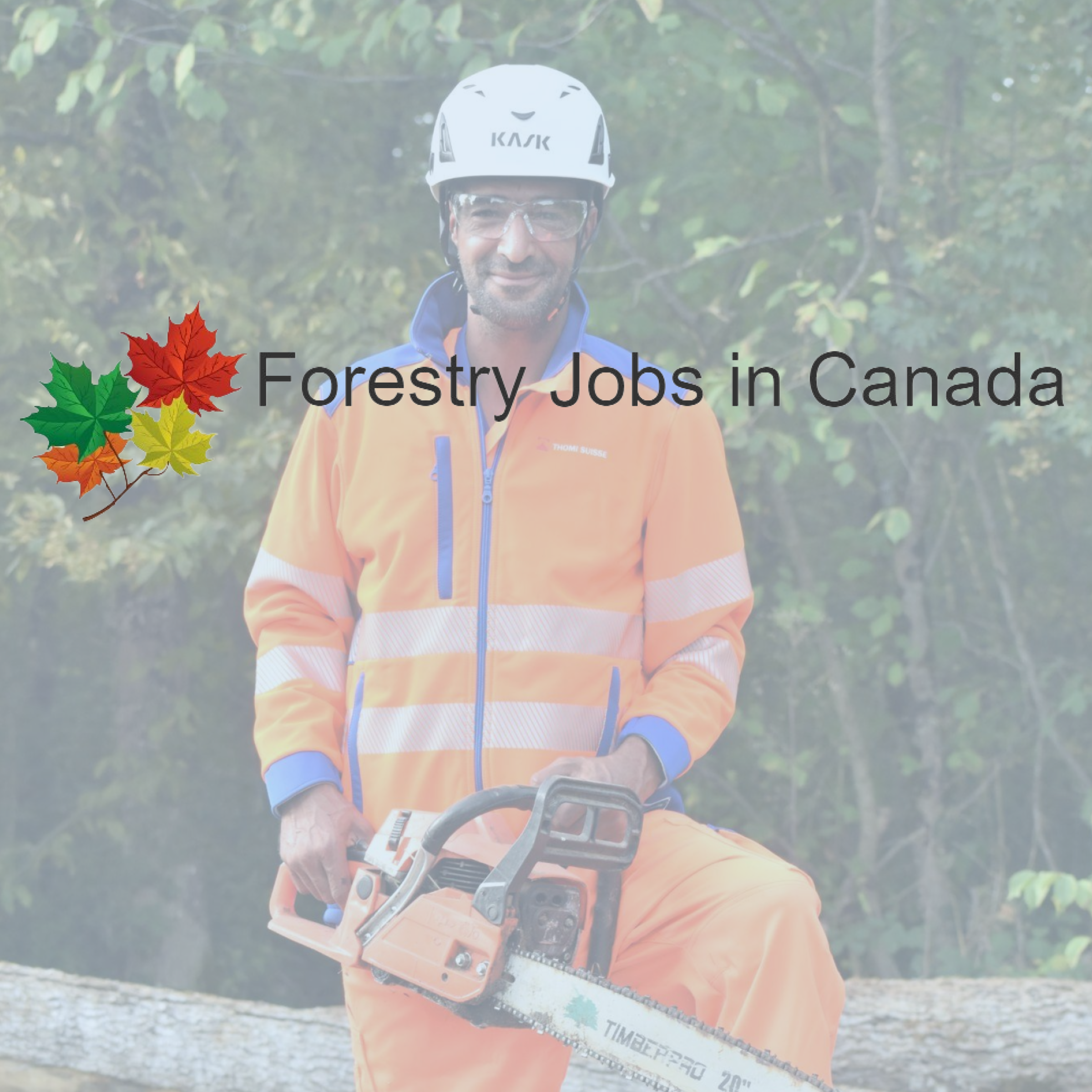 Forestry Jobs in Canada Review With Pricing, Alternatives, and FAQs