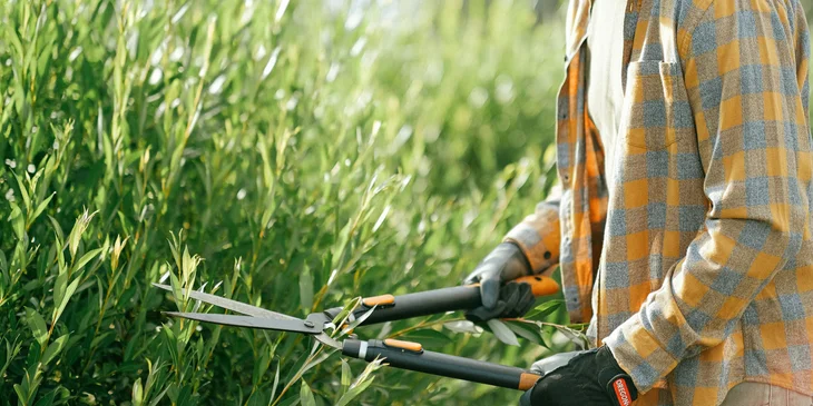 A groundskeeper trimming a shrub with garden shears.
