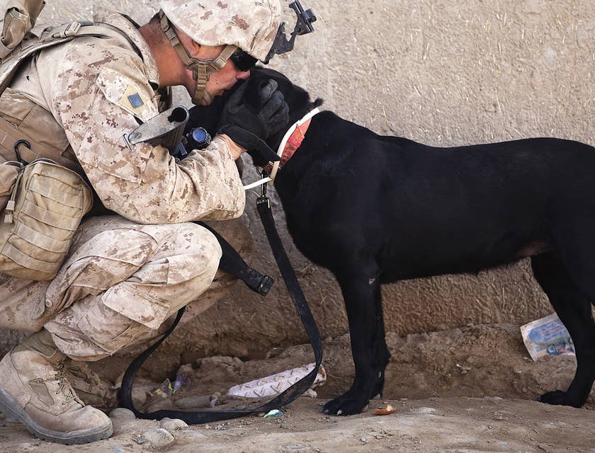 A veteran kneeling and kissing a black dog.