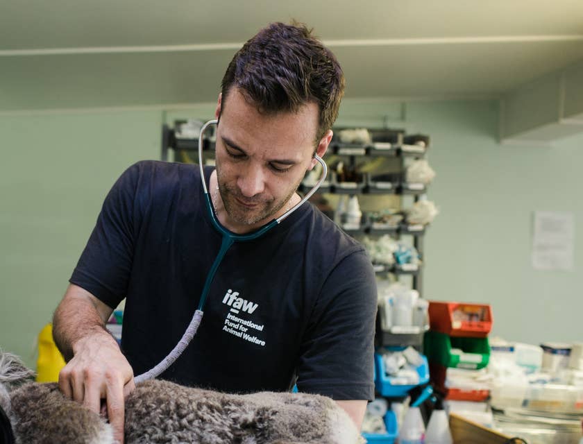 A veterinarian working with a koala.