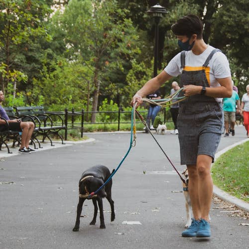 dog-walker-cover-letter